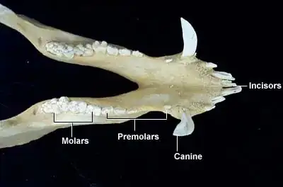 pig skull with tusks