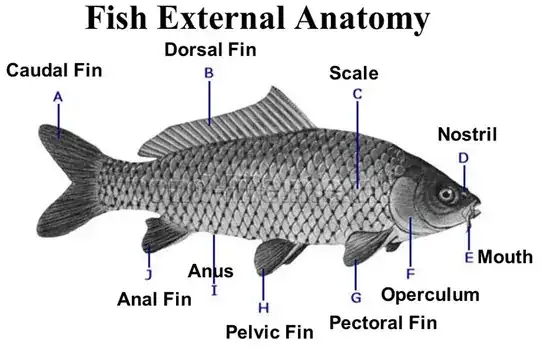 Fish External Anatomy