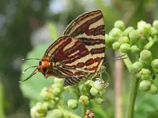 By Vinayaraj - Own work, CC BY-SA 4.0, https://commons.wikimedia.org/w/index.php?curid=51096074