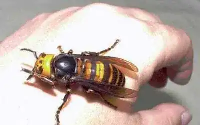 Japanese Hornet