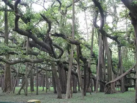 Great Banyan
