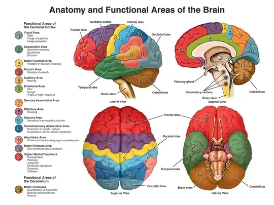 Anatomy & Function of the Human Brain