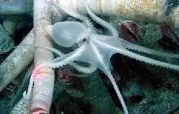 Vulcanoctopus Hydrothermalis the horrifying Cephalopod