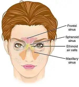 paranasal sinuses