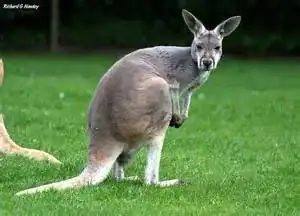 Kangaroo