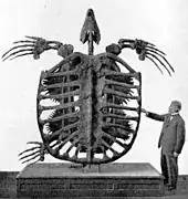 An archelon skeleton with a human poking it