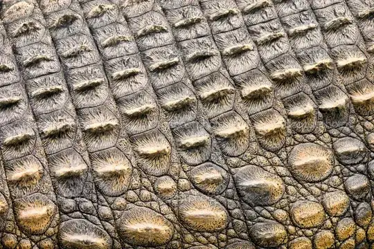 Crocodile skin close-up