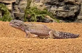leapord gecko