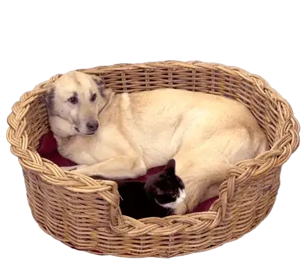 Round Dog Bed