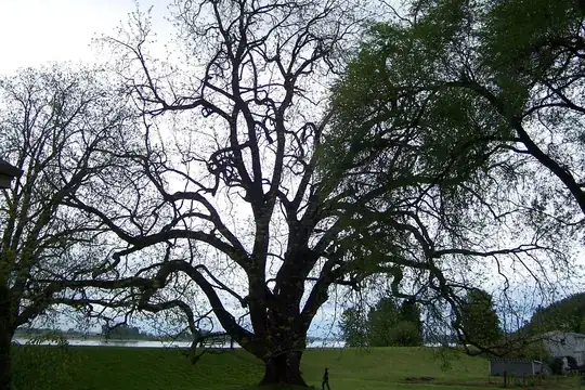 Largest living Walnut tree