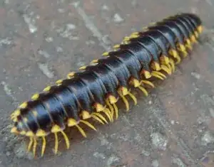 flatbacked milipede
