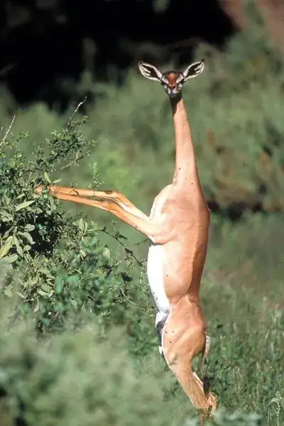A deer standing on two legs