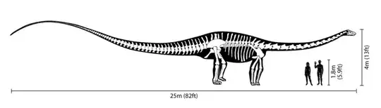 http://www.angelfire.com/mi/dinosaurs/images/casts/diplodocus_skeleton.png