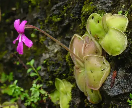 Butterwort