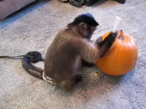 Monkey Using Knife To Carve Jack-O-Lantern