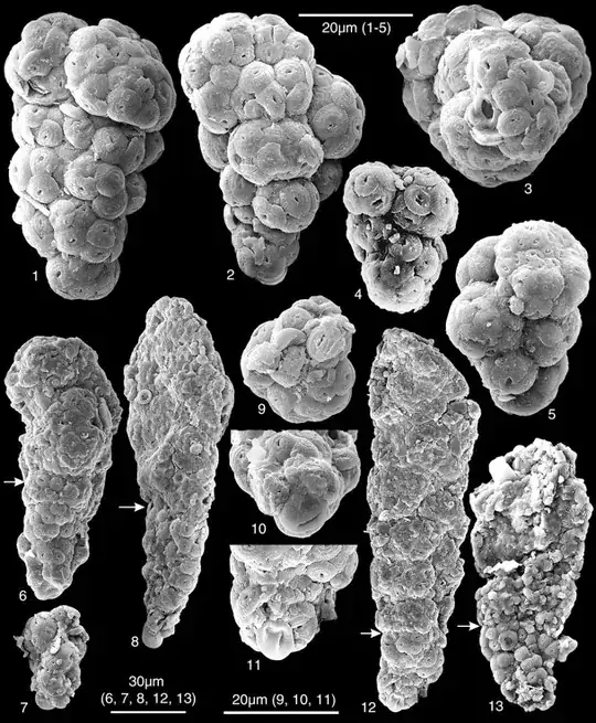 foraminiferan tests made of sand