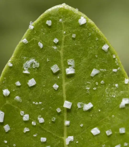Photo of a leaf with salt crystals on it