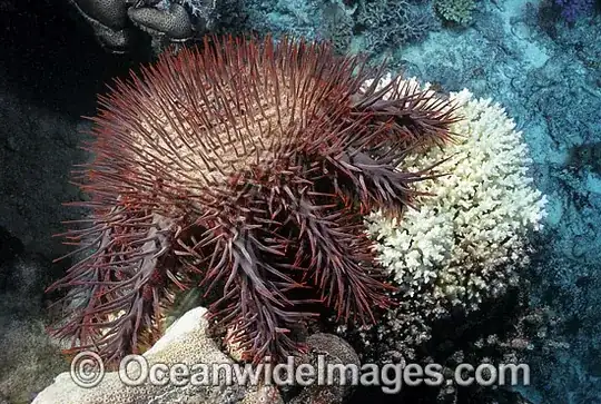 Crown-of-thorns starfish