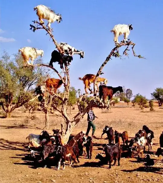 Goats in a tree