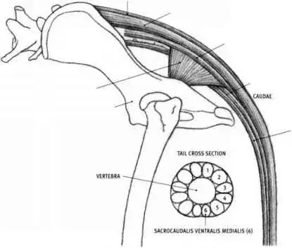 sketch of the tails musculature