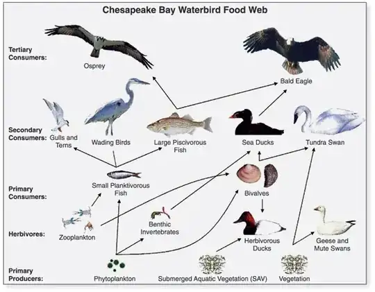 Example of a food chain from Wikipedia