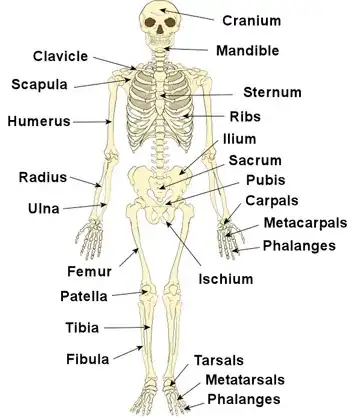 human skeleton
