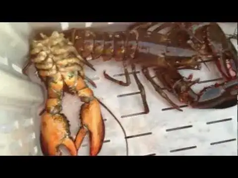 lobster with shed shell
