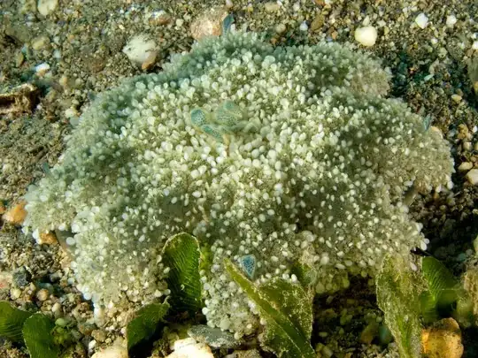 photosynthetic jellyfish