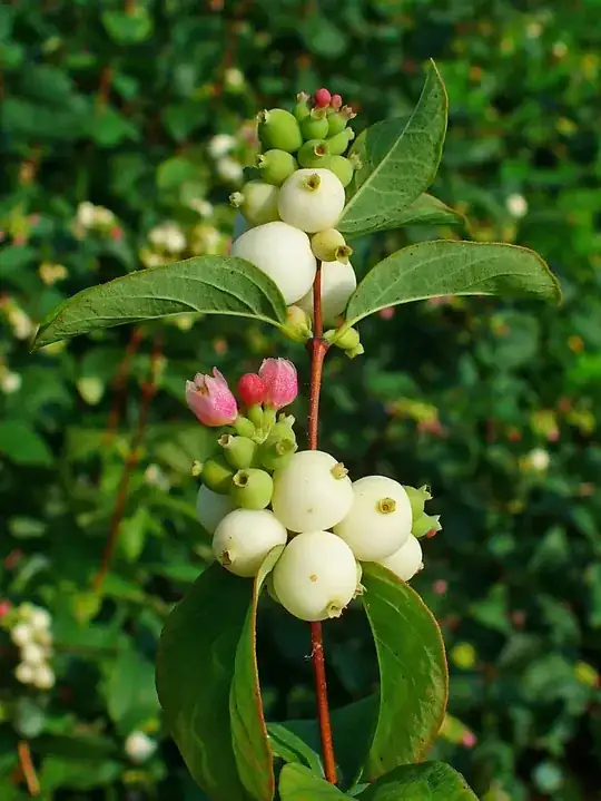Symphoricarpos_albus_003.JPG