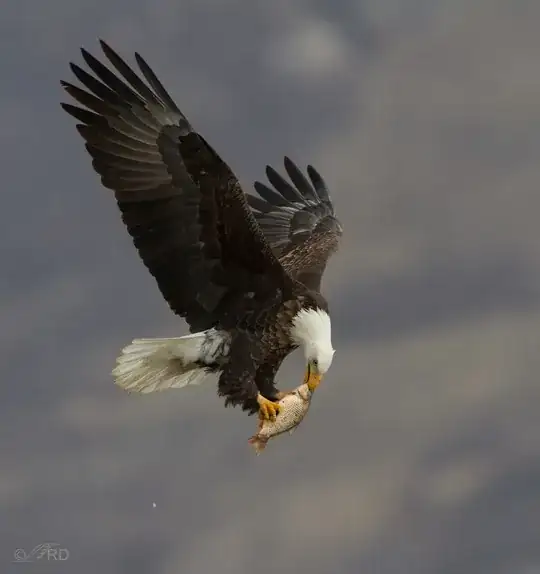Bald eagle eating in flight