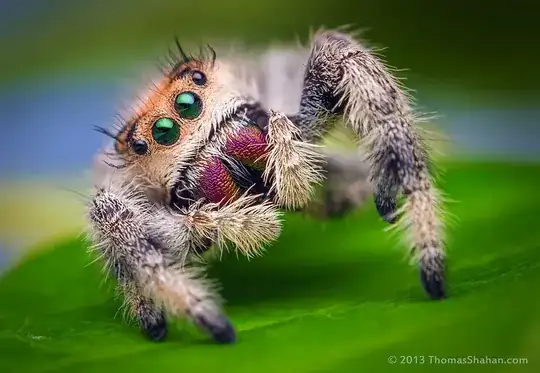Spider