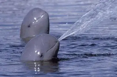 spitting beluga