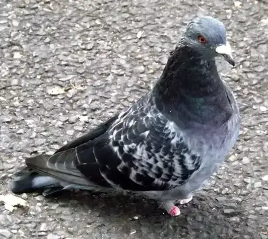 sick pigeon