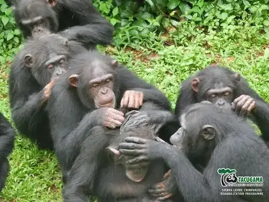 chimp grooming session