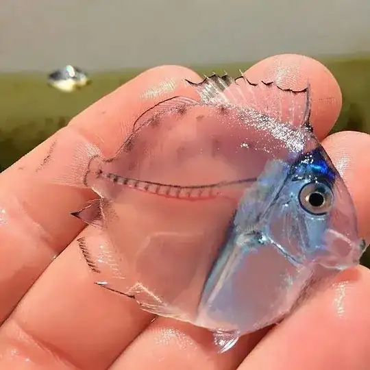 image of a translucent fish