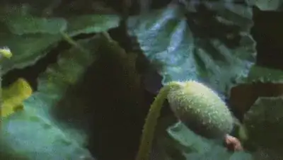 exploding cucumber