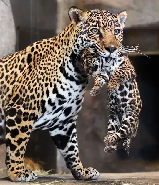 jaguar carrying cub