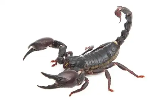 scorpion