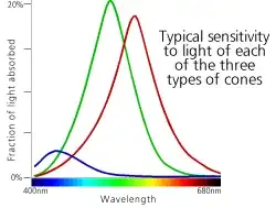 Human Cone Light Sensitivity Chart