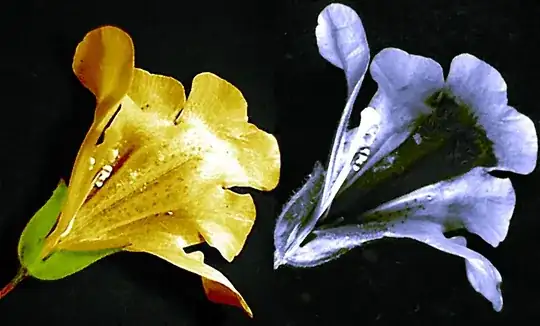Images of a *Mimulus* flower in visible light (left) and ultraviolet light (right) showing a dark *nectar guide* that is visible to bees but not to humans