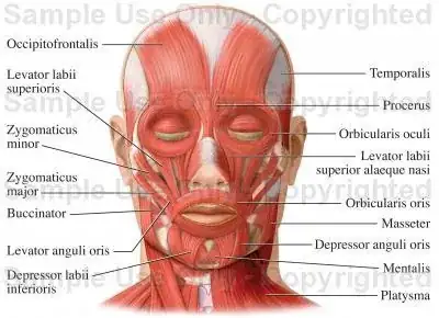Human Facial Muscles