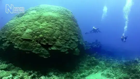big round coral with a human for scale (this time one fifth of the image height)