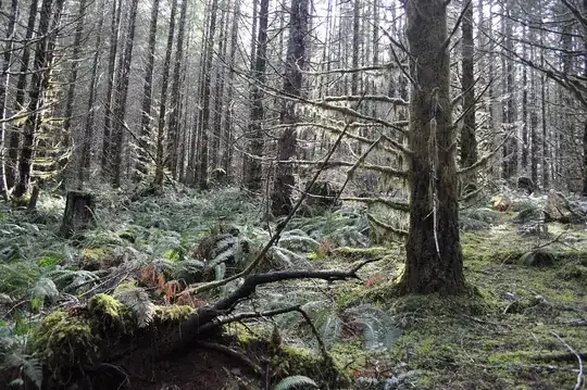 Deep in Tillamook Forest