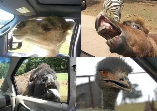 animals begging thru car window