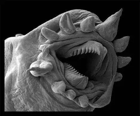 Halicephalobus mephisto