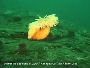 Anemone swimming away from unfazed sea star