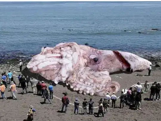 giant squid!  reallly!