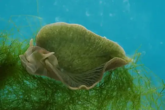 green sea slug looks like a leaf