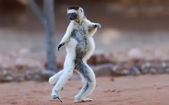 sifaka dancing