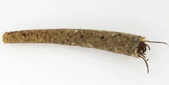 caddisfly larva